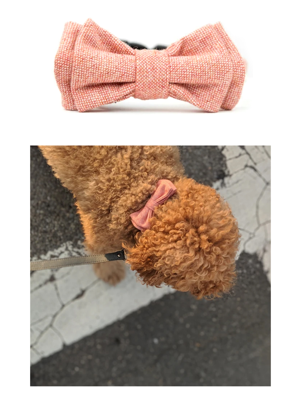 Soft pink bow tie dog collar worn by a small dog
