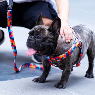 Custom Personalized design Sublimation Floral design dog harness 