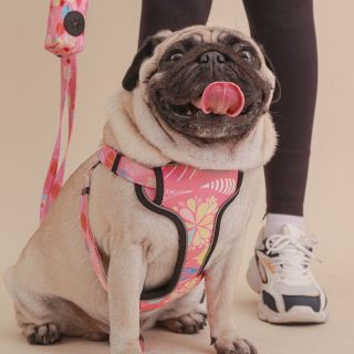 Everking Custom Mesh cloth dog harness manufacturer wholesale supplier