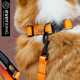  Reflect Nylon Dog Collar and Lead personalized dog collar and leash