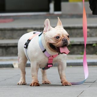 Pet Dog harness dog leash Easy Control collar for Dog Training Walking
