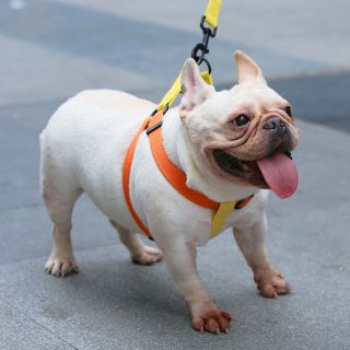 Custom plain cotton Strong Dog Lead and collar yellow with Safety Hook