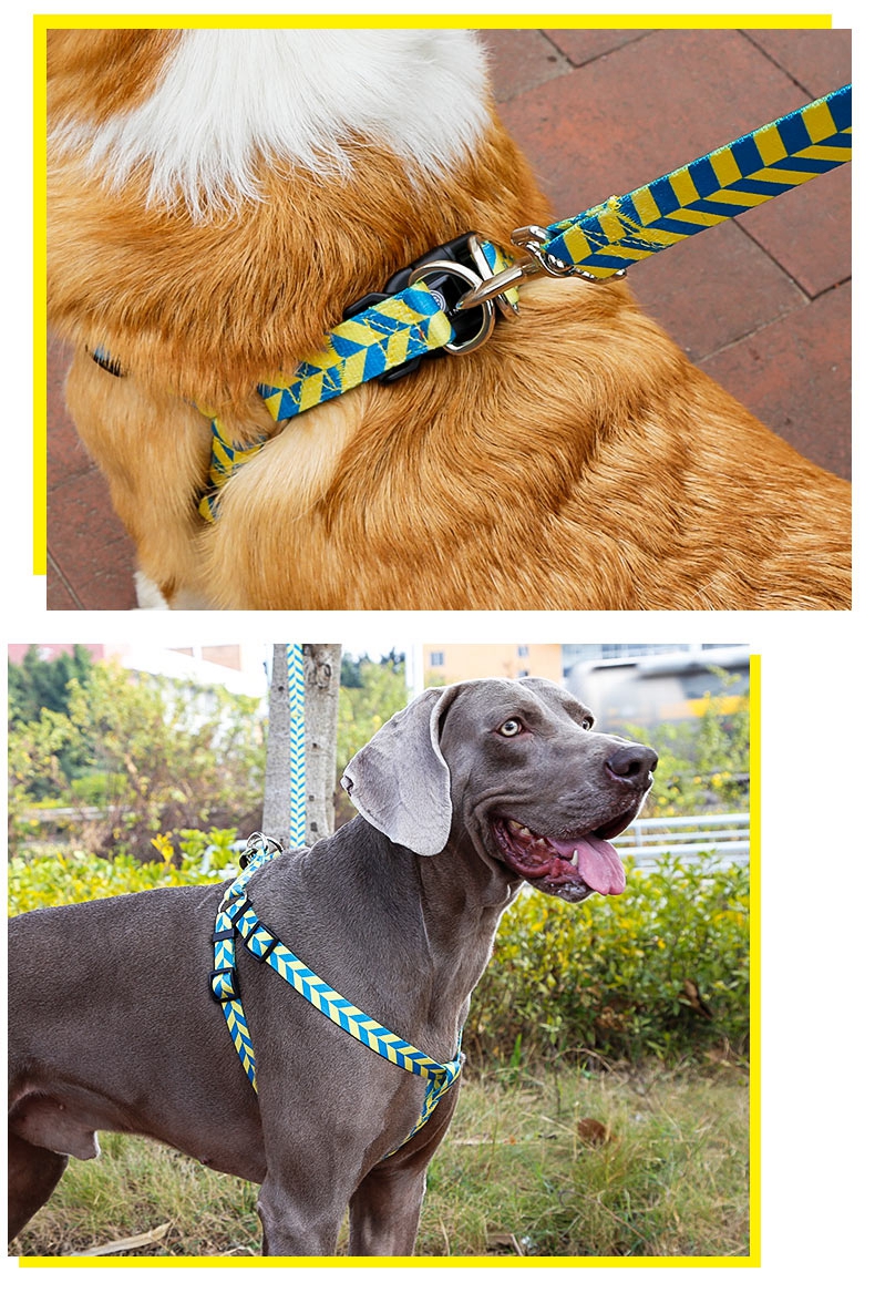 collartypesfordogs07.jpg