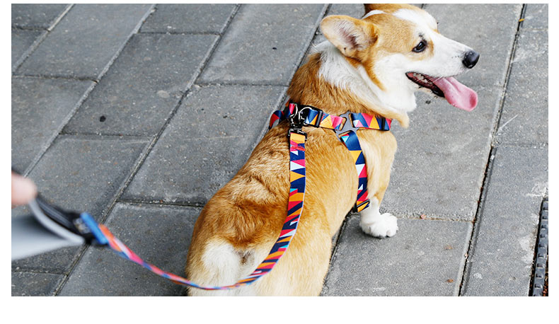 Why do your dog wear dog leashes?