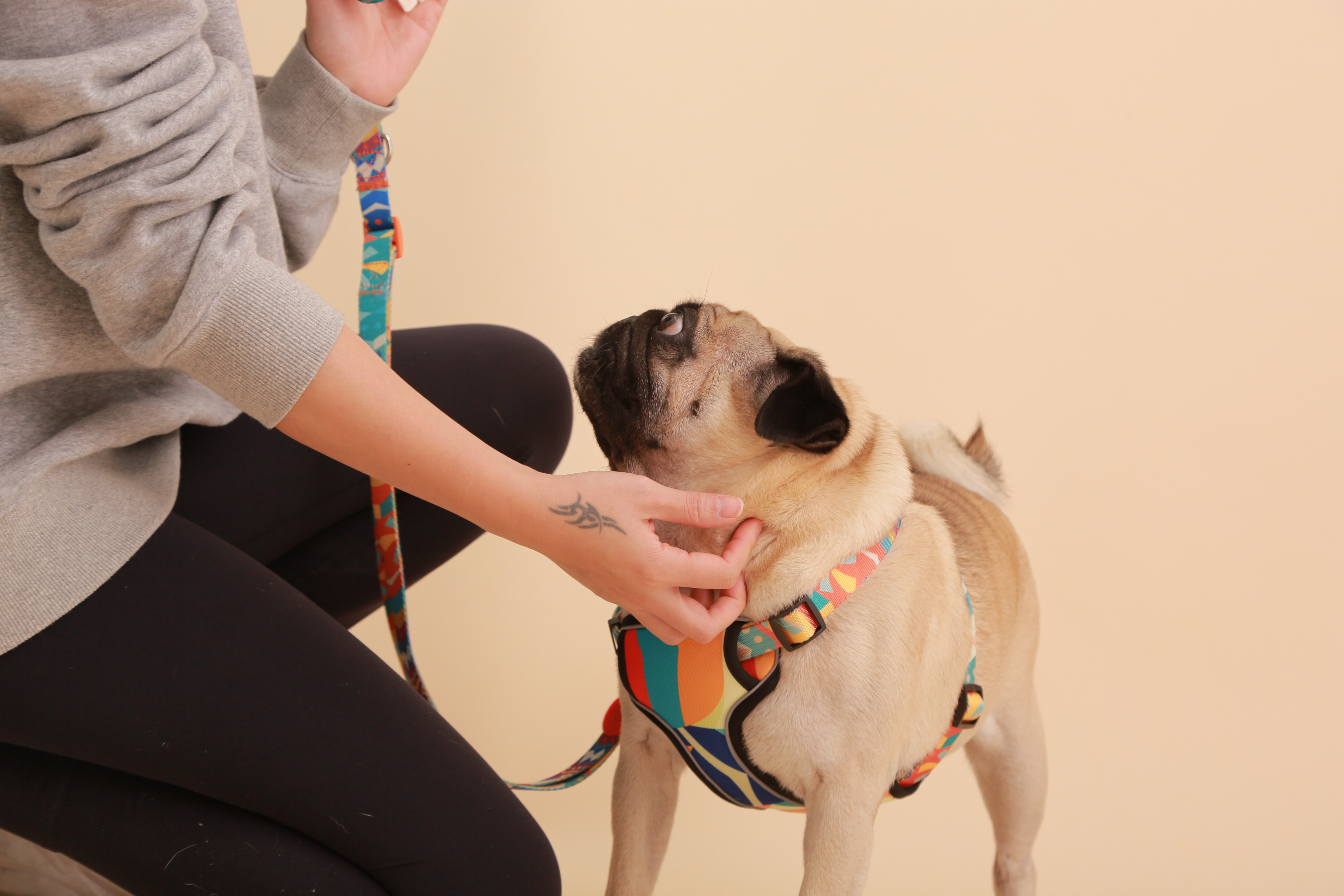 How to Calm Your Pet’s Emotions: Tips for a Happier, More Relaxed Companion