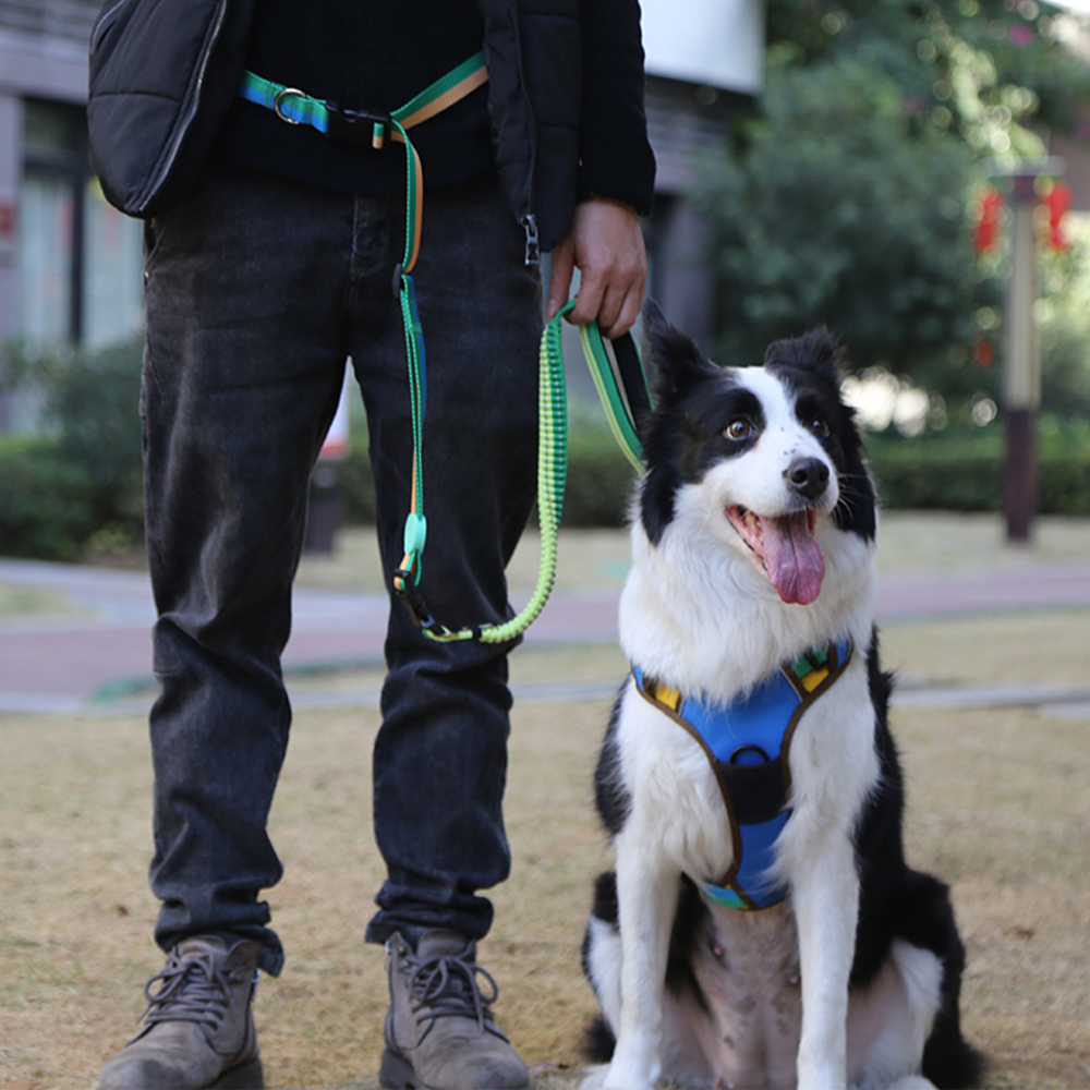 How to Train Your Dog to Use a Hands-Free Dog Leash | Step-by-Step Guide