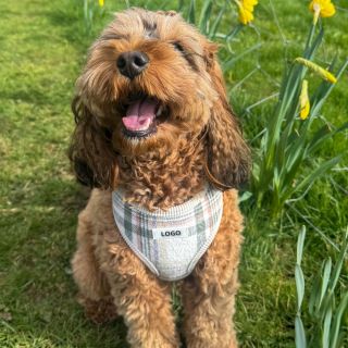 Factory Customized logo with New Fashionable Stripes Luxury Pet Harness Chest Dog Harness Service