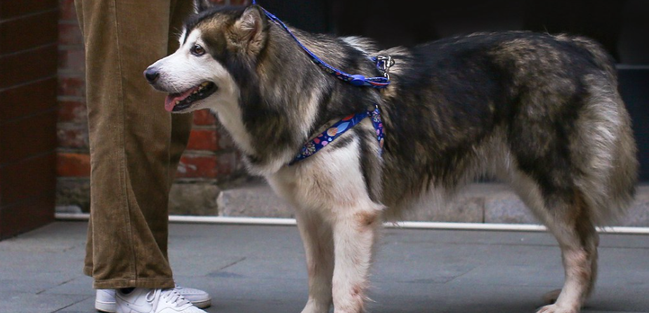 How to Protect Your Pet from Getting Lost Essential Tips Every Pet Owner Should Know