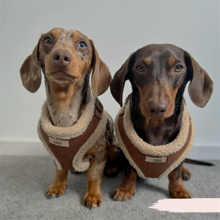Luxury Suede Pet Harness Set with Leash and Bowtie – Soft, Comfortable & Adjustable