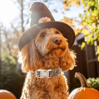 Celebrate Seasonal Style with a Cozy & Charming Dog Collar