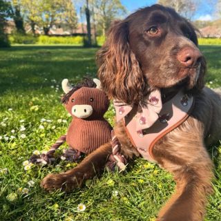 A Lightweight, Breathable Dog Harness for Everyday City Walks